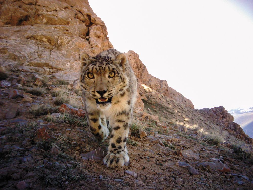 Hunters Become Conservationists in the Fight to Protect the Snow Leopard