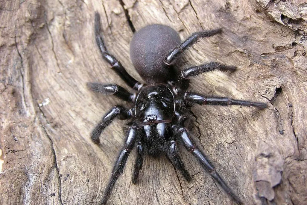 Sydney Funnel Web Spider
