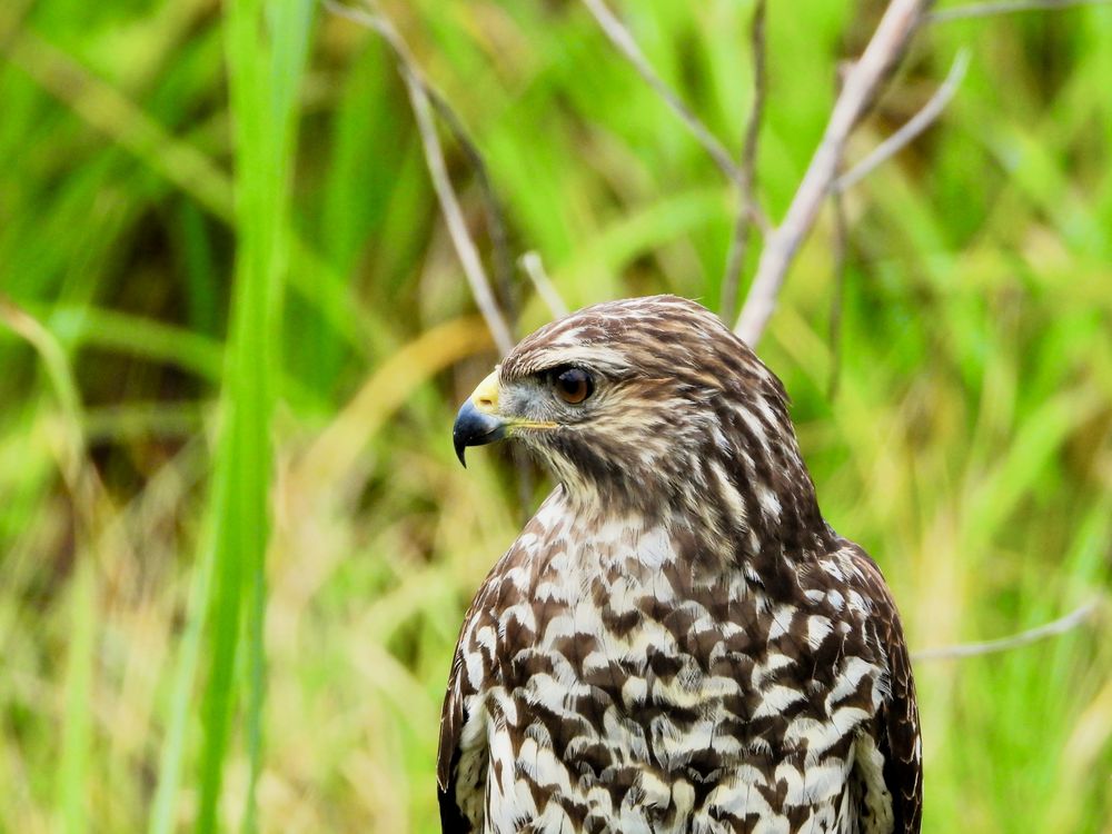 Red Tailed Hawk scanning for his next meal | Smithsonian Photo Contest ...