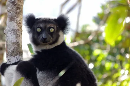 The indri is the only known species of lemur that sings.