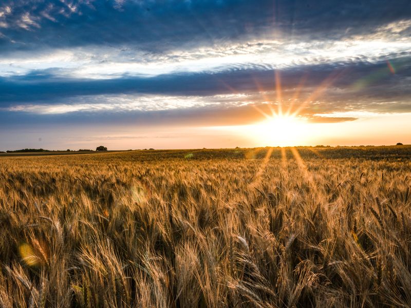 near harvest wheatfield | Smithsonian Photo Contest | Smithsonian Magazine