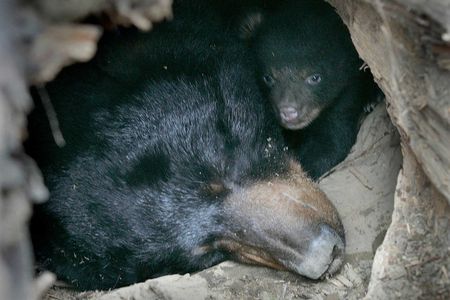 Visible in the entrance to their den are a mother black bear, who has been sedated, and her female cub. Scientists are watching to see how bears will tweak their hibernation habits as the climate warms.
