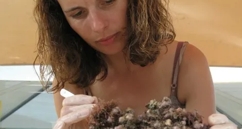 Laetitia Plaisance searches for crustaceans in a piece of dead coral.
