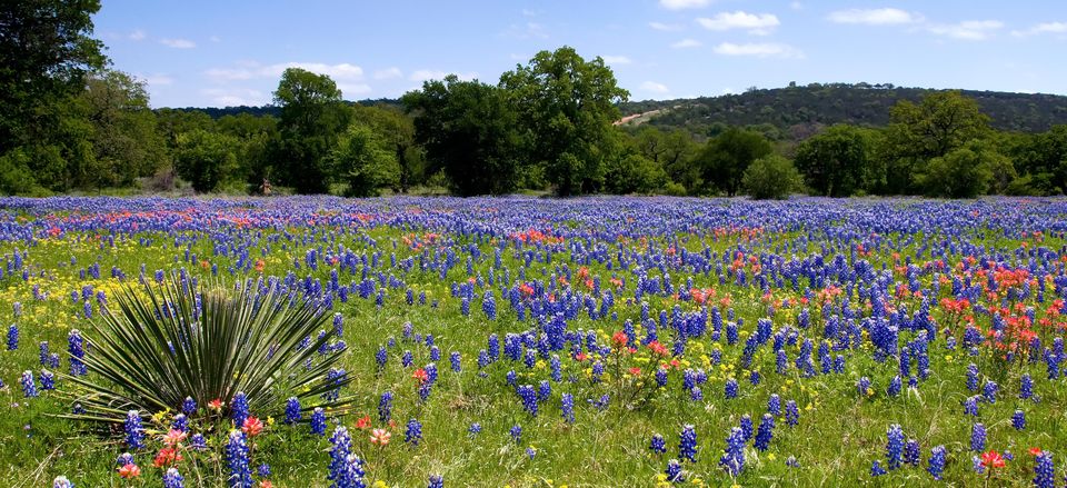  Hill Country landscape of Texas bluebonnets, Indian paintbrush, and yucca 