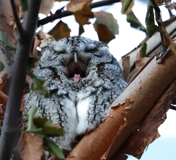 A big yawn from a tiny screech owl. thumbnail