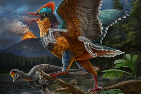 An artistic representation of the newly discovered species, Baminornis zhenghensis, with the preserved bones highlighted.