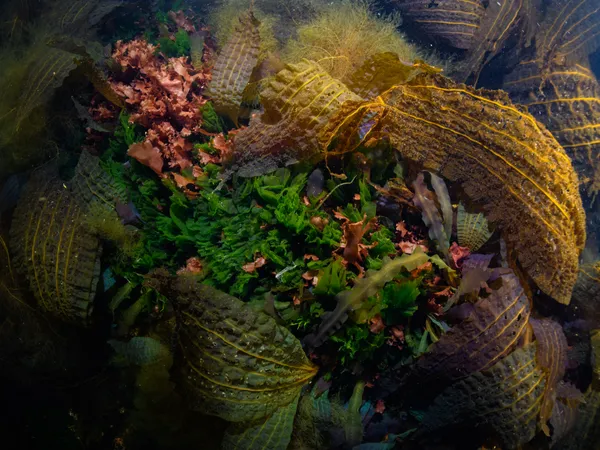 Radiant Serenity thumbnail