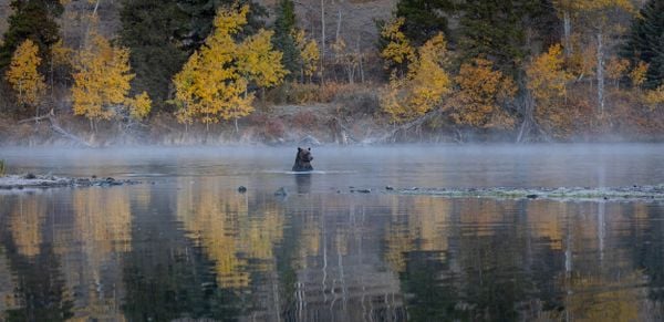 Grizzly fishing for salmon amidst fall colors. thumbnail