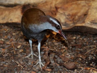 Tasi is a 4-year-old Guam rail and a marvel, considering that just a few decades ago his species nearly disappeared.
