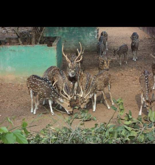 A herd of deer at the Zoological park ' Nandankanan' in Puri located in the state of Odisha, India thumbnail