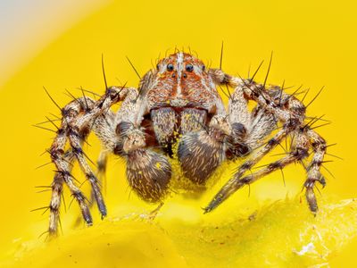 Lynx Spider by Manfred Auer won third place in the invertebrate portrait category of this year&#39;s&nbsp;Close-up Photographer of the Year contest.