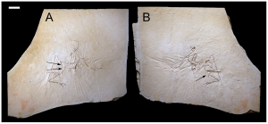 20110520083152munich-archaeopteryx-slabs-300x139.jpg