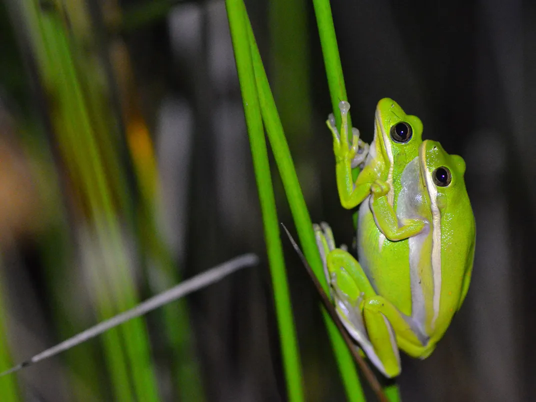 Mating Tree Frogs