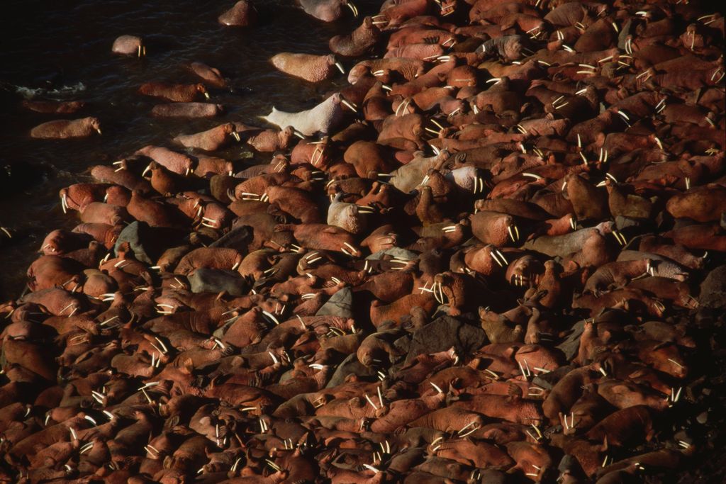 walruses ashore