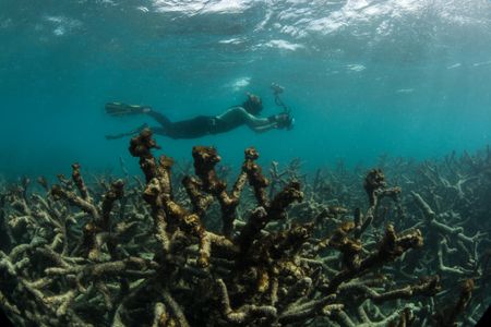 A diver documents dead coral in the Great Barrier Reef near Lizard Island in May 2016 after a bleaching event.