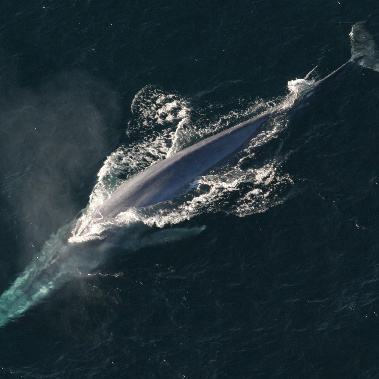 blue whale chewing tobacco Watch as a giant locks in on TWO giant swarms of krill in o BLUE WHALE VAPOR - PIGEON
