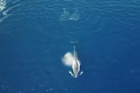 The first blue whale ever seen in the Red Sea. 