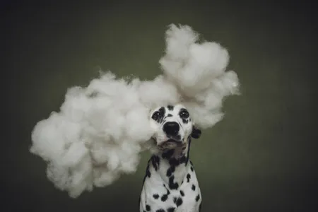 Jill Garrett's Head in the Clouds won second place in the studio portrait category.
