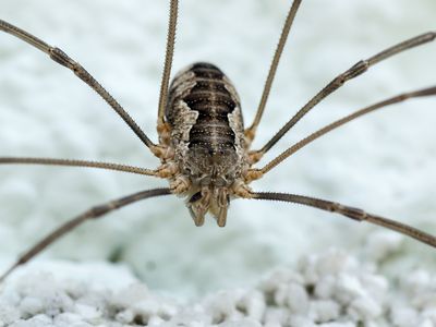 While spiders can have up to eight eyes, daddy longlegs, which belong to a different order of arachnids called harvestmen, usually have just two eyes.