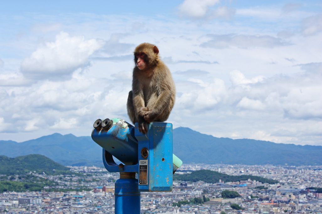 A monkey sits on top of a blue tower viewer overlooking a city