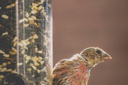 Wildlife officials in some states are saying it is okay to feed songbirds again now that the mysterious illness is abating.