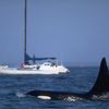 Orca Rams Into Yacht Near Scotland, Suggesting the Behavior May Be Spreading icon