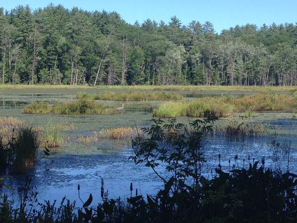Heron in Quincy Bog, Romney, NH thumbnail