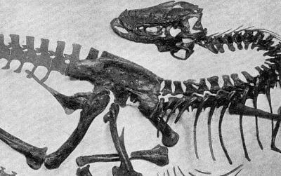 The tyrannosaur Gorgosaurus in a classic death pose (although note that the tail is almost entirely missing and speculatively reconstructed).