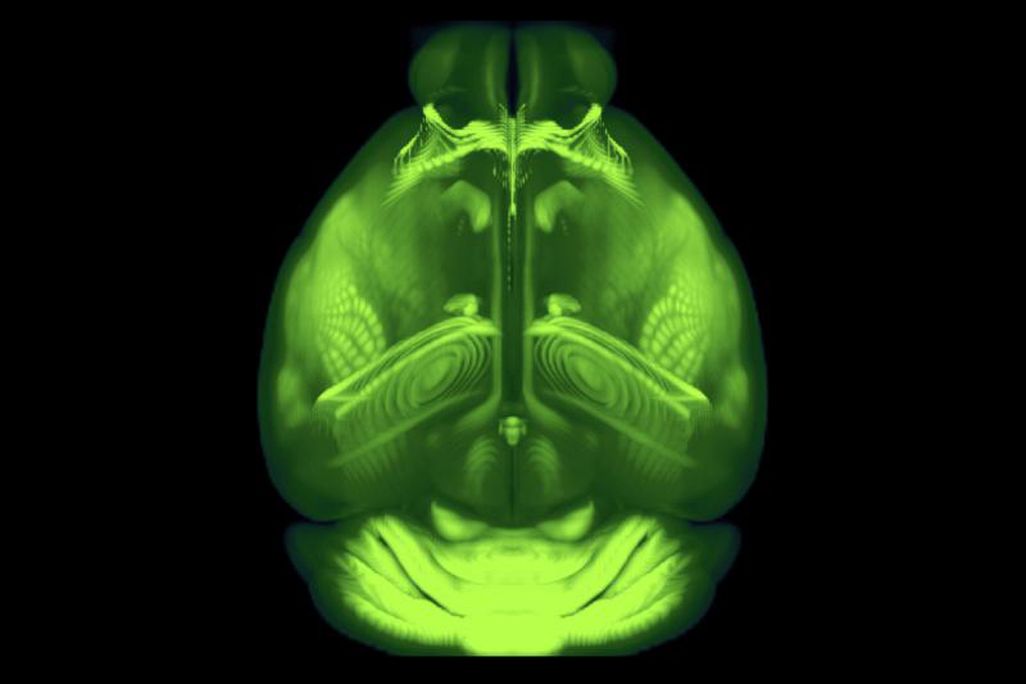 mouse brain