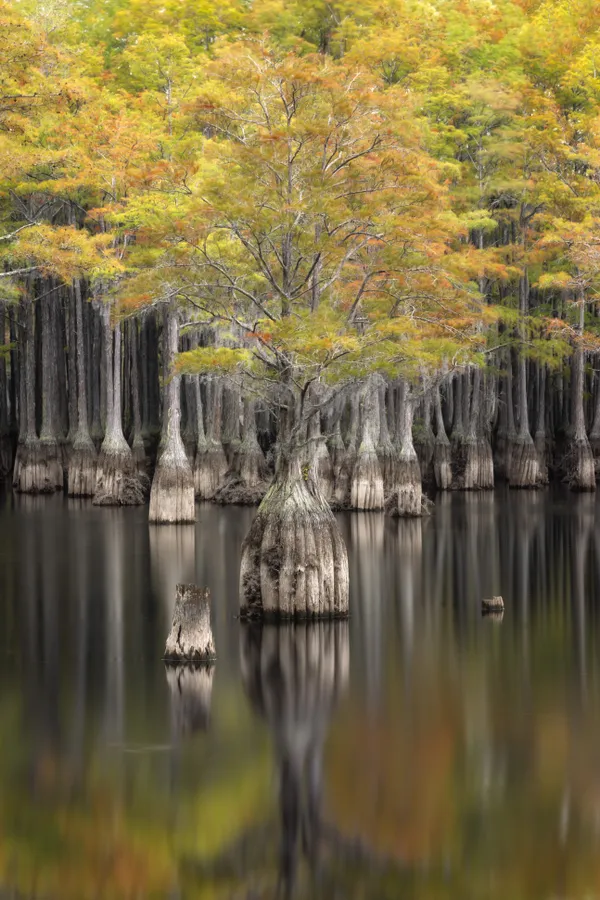 Leader of the Pack thumbnail