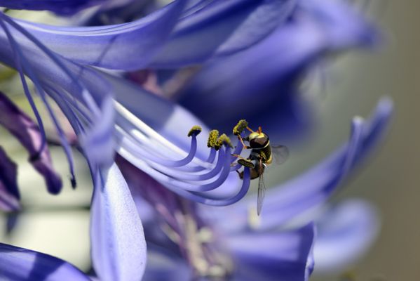 Hover Fly in Agapanthus thumbnail