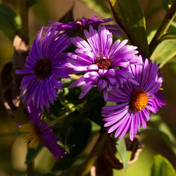 Michaelmas Daisies at Highbanks Metro Park thumbnail