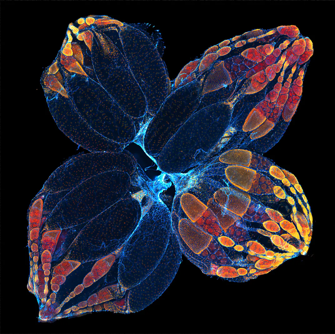 A microscopic image of the ovaries of a fruit fly. The ovaries look like petals of a flower.