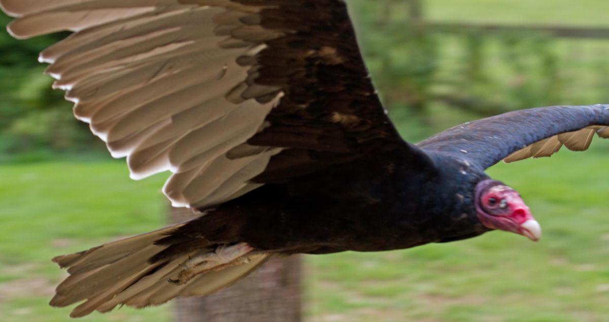www.smithsonianmag.com