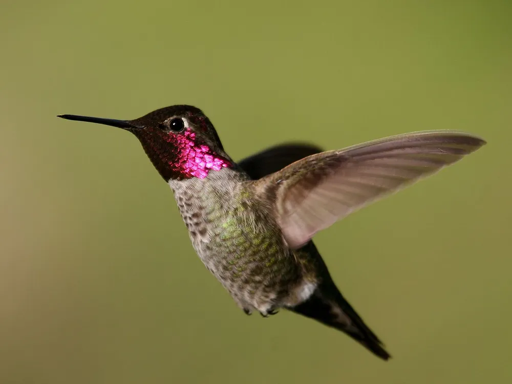 An image of a male Anna's hummingbird hovering against a green background