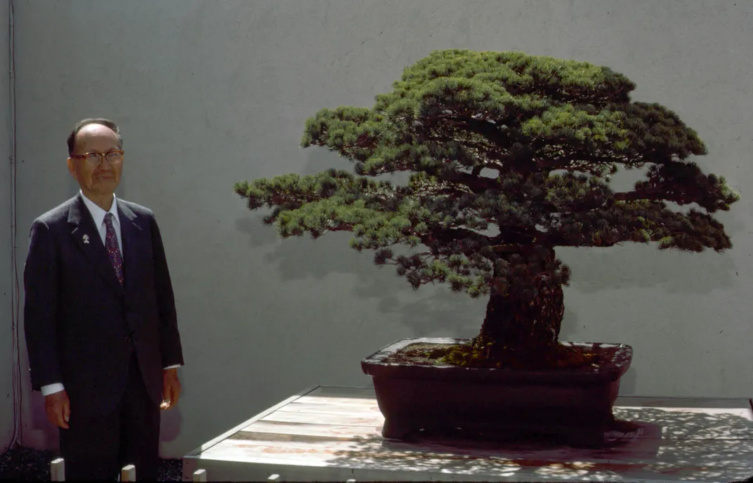 Bonsai tree, nearly 400 years old, survived Hiroshima and is still  flourishing in D.C.