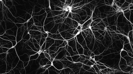 When neurons misfire: Those who can remember what they ate for lunch on a day ten years ago can be fooled by tests that distort memories.