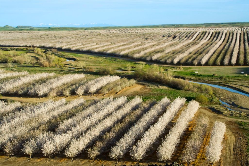 Almond Trees