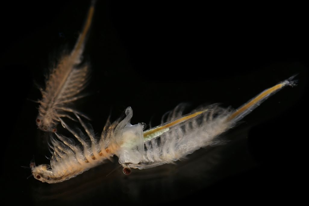 Artemia_salina_4.jpg