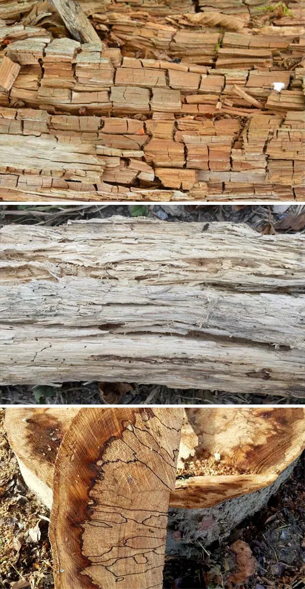 Dead Trees