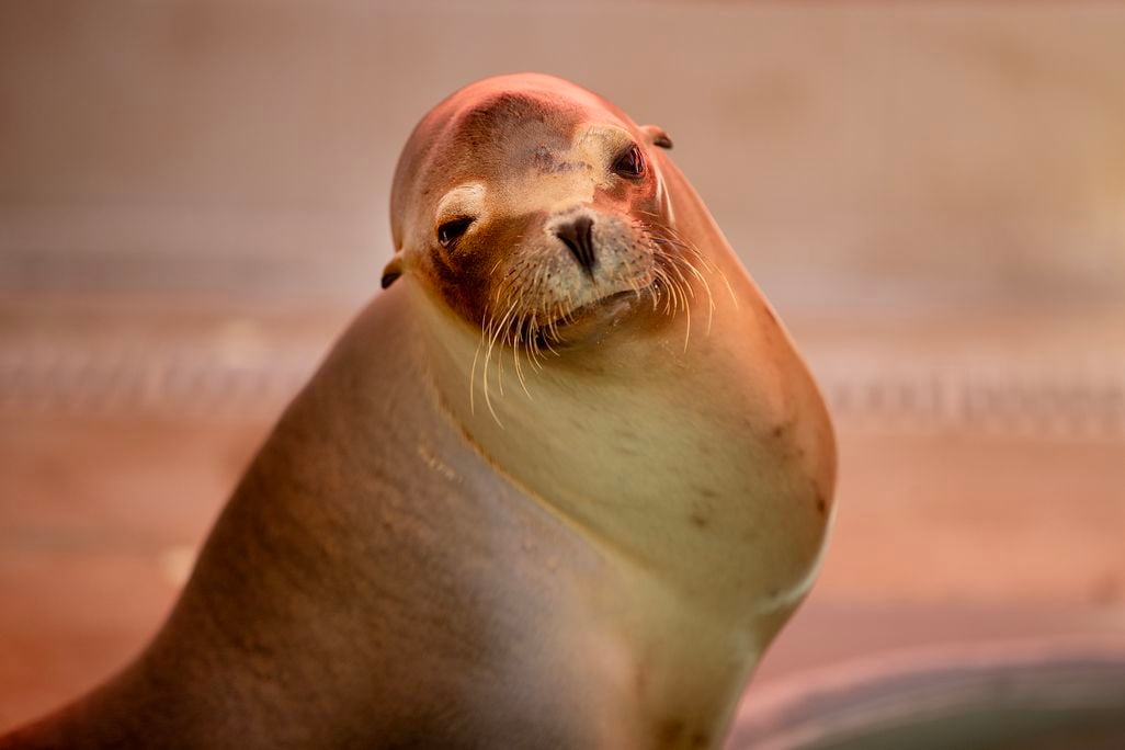 a sick sea lion