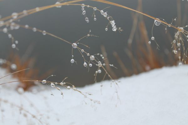 frozen drops on the stick of the grass thumbnail