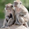 Forty-Three Monkeys Are on the Loose in South Carolina After Escaping a Research Facility When a Door Was Left Unsecured icon