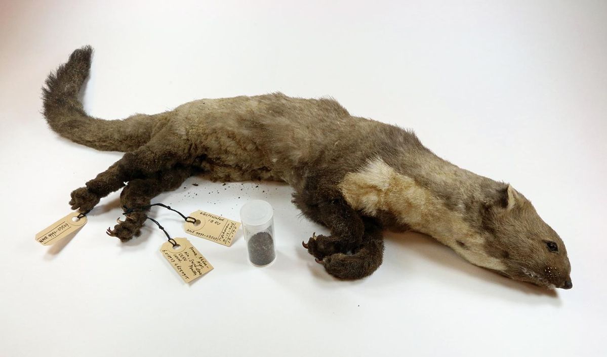 Museum Displays the Weasel that Brought Down Particle Physics