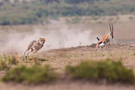 An impala runs away from a cheetah.