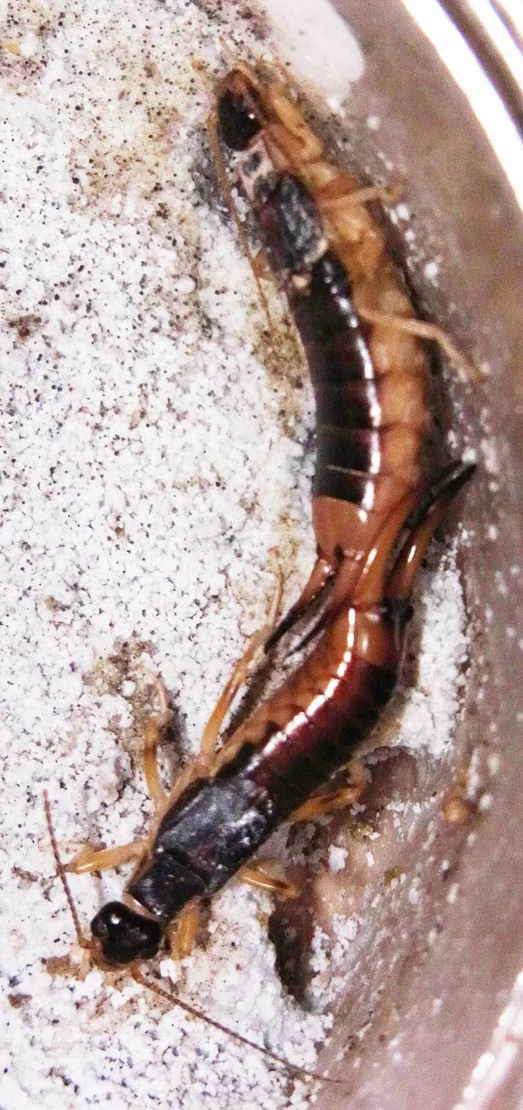 Earwigs Mating