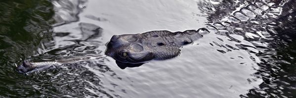 Asian crocodile in shallow water thumbnail