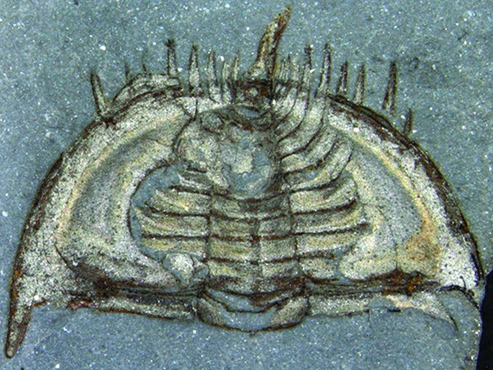 Rolly-polly trilobite