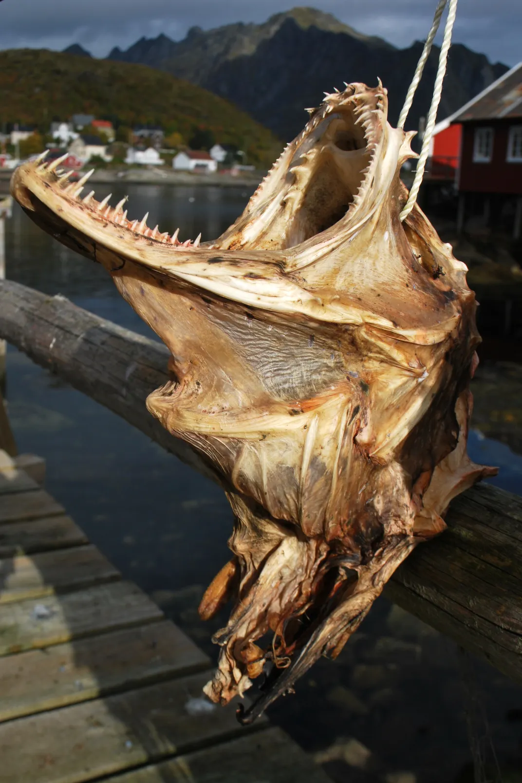 Dried fish head hanging as decoration in the Lofoten Islands a symbol