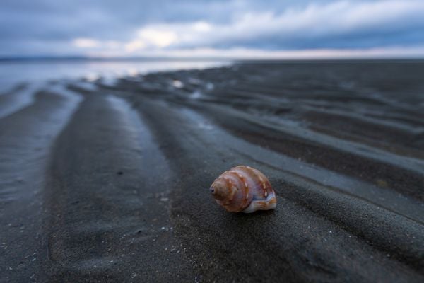 Lone Shell in New Zealand thumbnail
